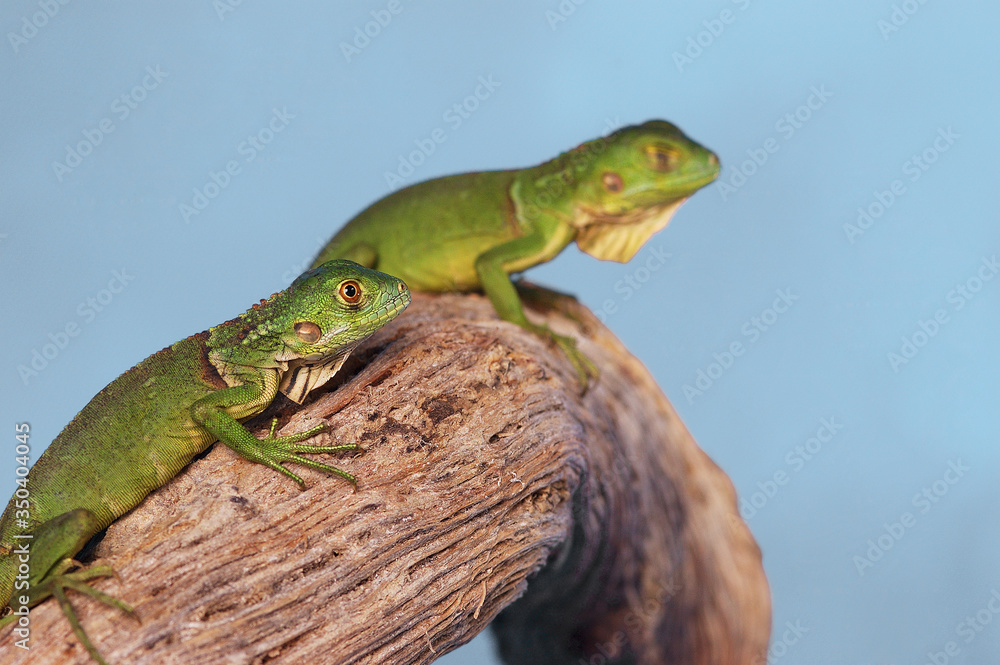 Two green lizards crawling on a branch Two green lizards crawling on a branch