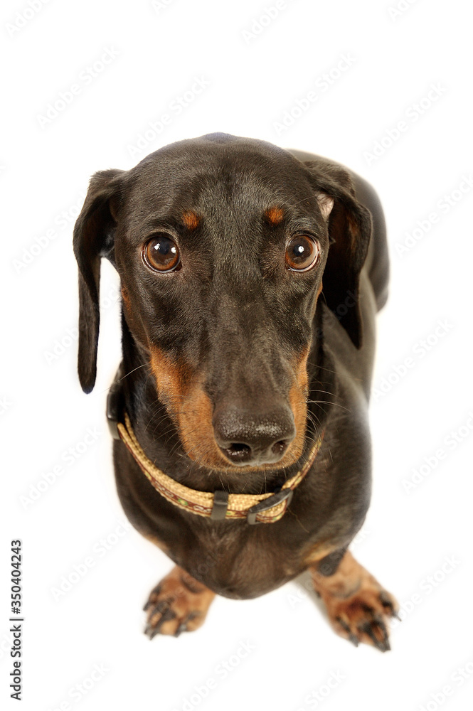 An up-close picture of a Dachshund with collar looking at the camera