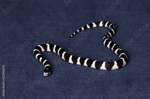 A black and white snake gliding on a blue floor
