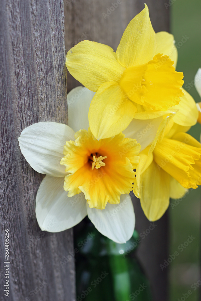 Fototapeta premium Daffodils 