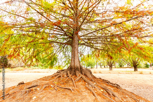 Exposed roots of a deciduous tree in Autumn photo