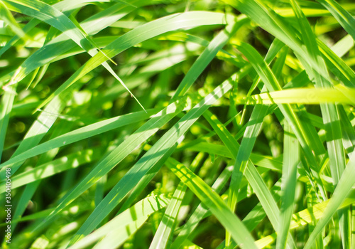 Common grass of a park 