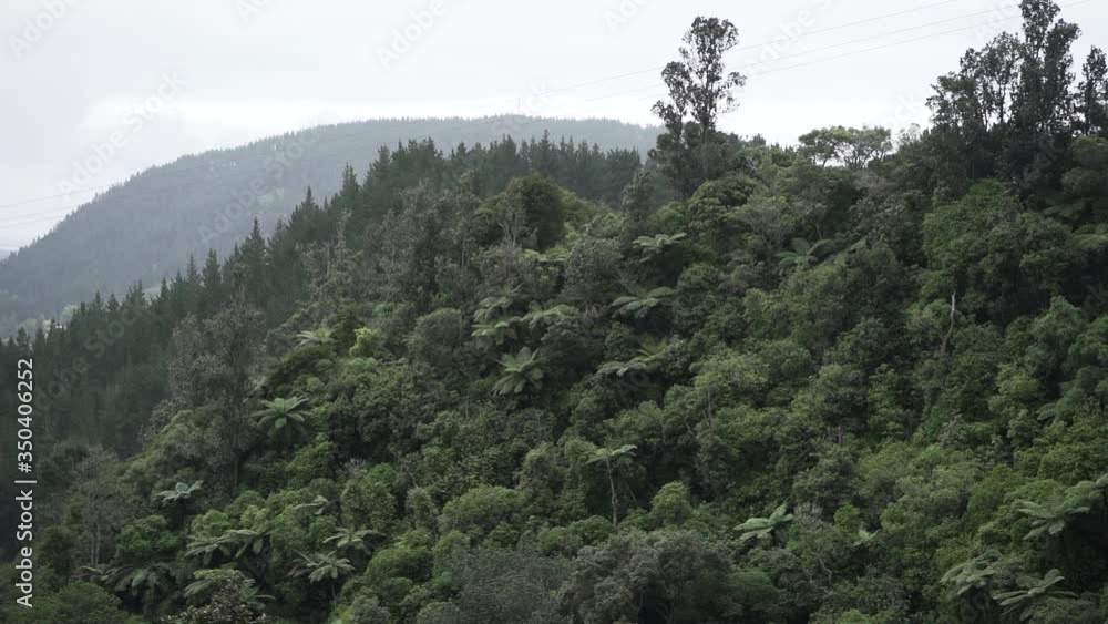 Smooth Panning shot revealing Beautiful foggy green forest valley with the tropical view. Rain in the moody rainforest scenic mountains. Leaf in the foreground Smooth Panning shot revealing Beautiful foggy green forest valley with the tropical view. Rain in the moody rainforest scenic mountains. Leaf in the foreground