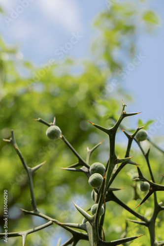 カラタチの実／Poncirus trifoliata  photo