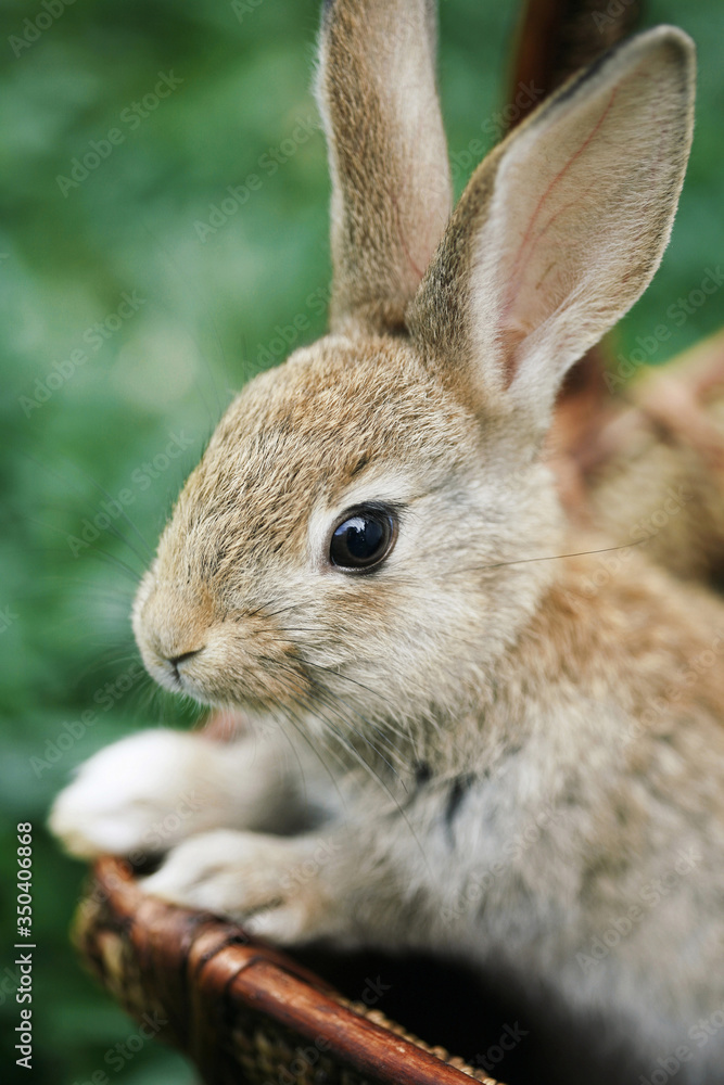 Fototapeta premium Rabbit in a basket at the park