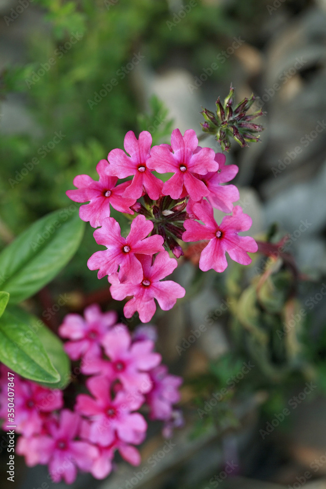 Pink flowers Pink flowers