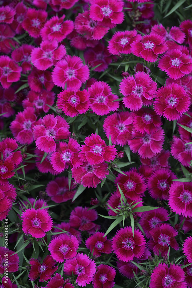Flowers Flowers