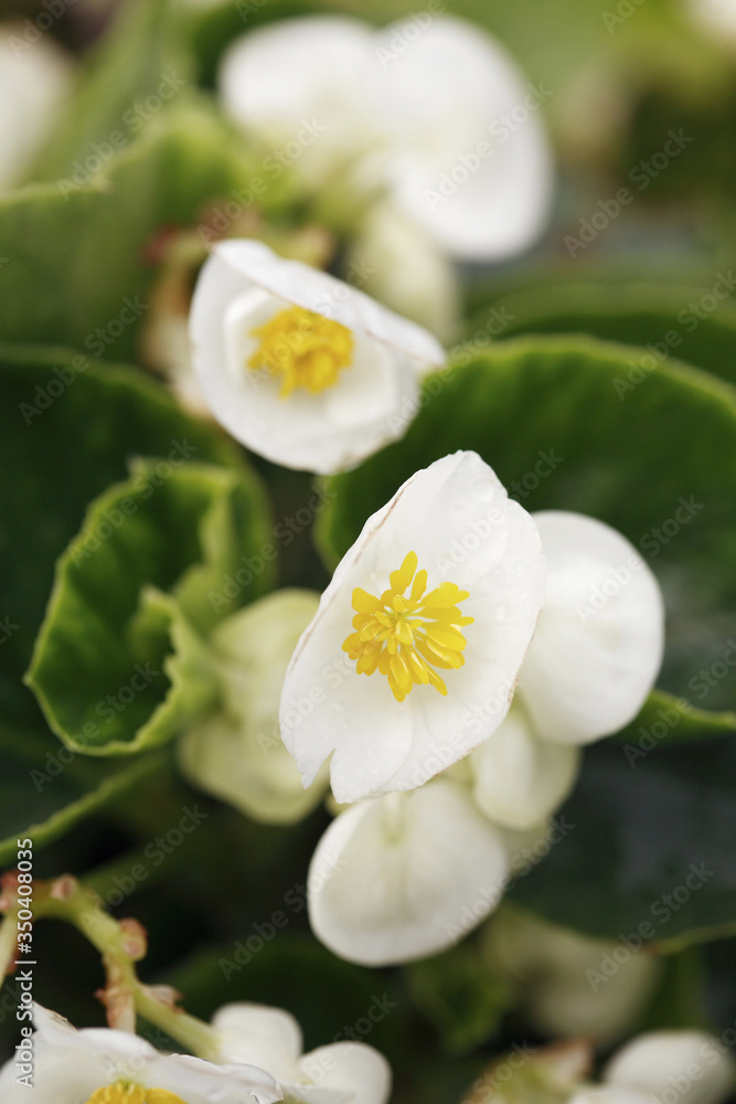 Obraz premium White flowers