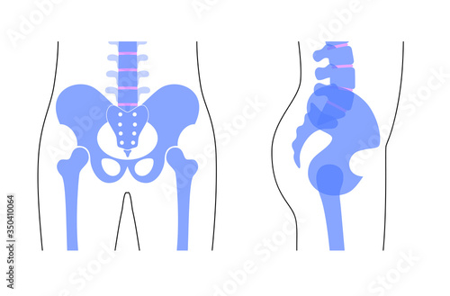 Human pelvis anatomy.