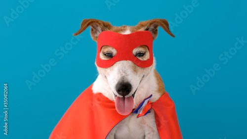 Dog super hero costume. little jack russell wearing a red mask for carnival party isolated blue background
