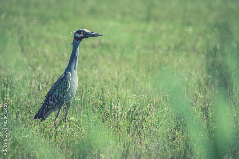 blue heron in the grass blue heron in the grass