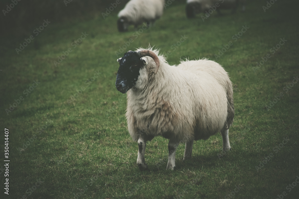 Obraz premium sheep in a field
