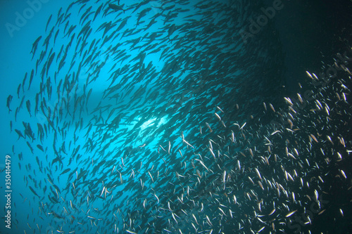 Fish in sea below boat 