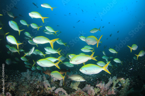 Yellow snapper fish in blue water on coral reef 