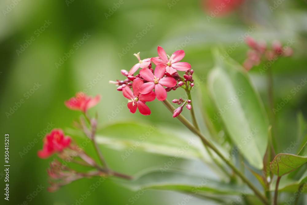 Blossomed flower in garden