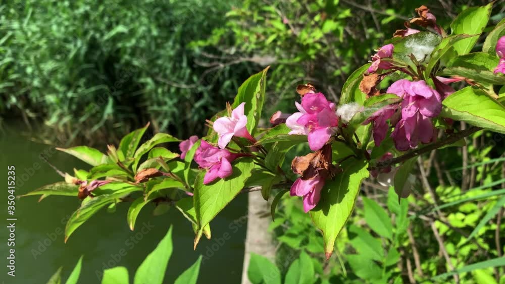 Awesome Pink Spring Flowers Blowing in the Wind on a Sunny Day at a Lake, Spring Time Awesome Pink Spring Flowers Blowing in the Wind on a Sunny Day at a Lake, Spring Time