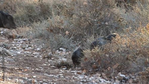 A baby Javelina also know as collard peccary keeps up with its mother in their natural habitat in the southwestern United States. photo