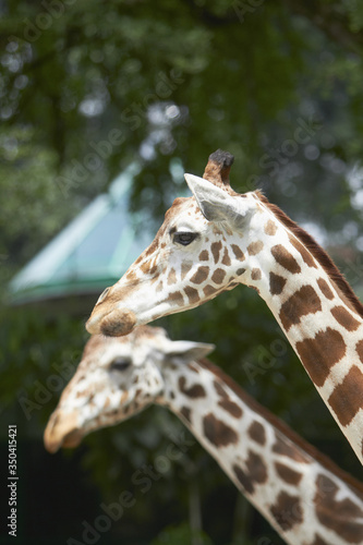 Close-up shot of two giraffes