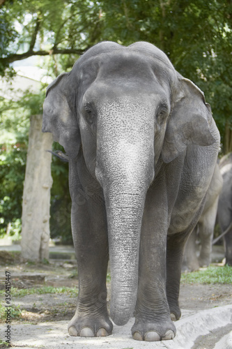 Front view of an elephant