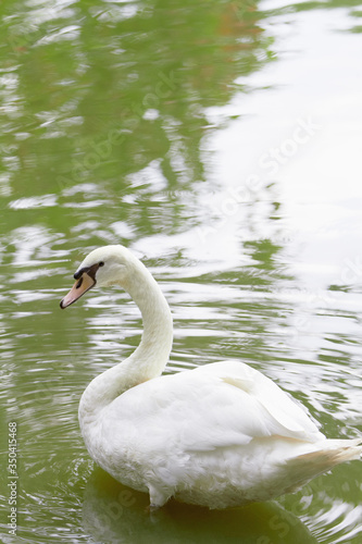 Side view shot of a swan