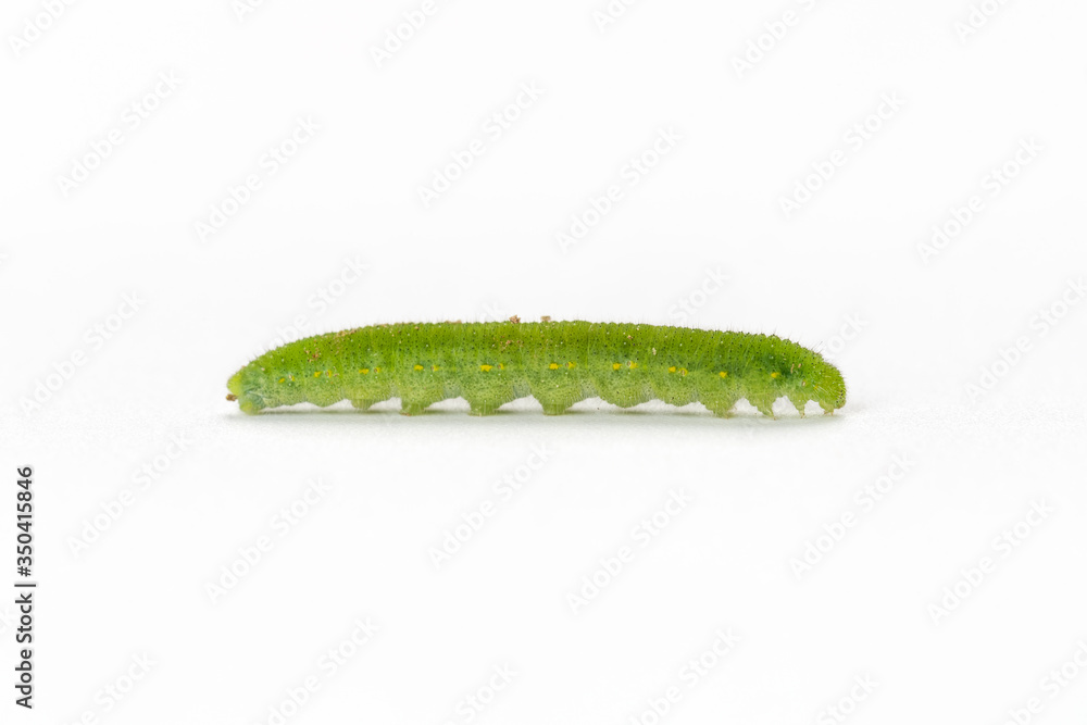 cabbage caterpillar isolated cabbage caterpillar isolated