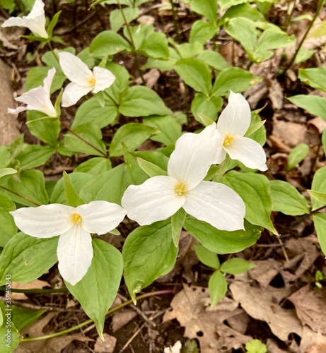 White Trillium in bloom in spring photo