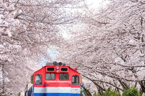 Canvas Print Busan train between raw of cherry blossom in Jinhae, Jinhae Gunhangje Festival i