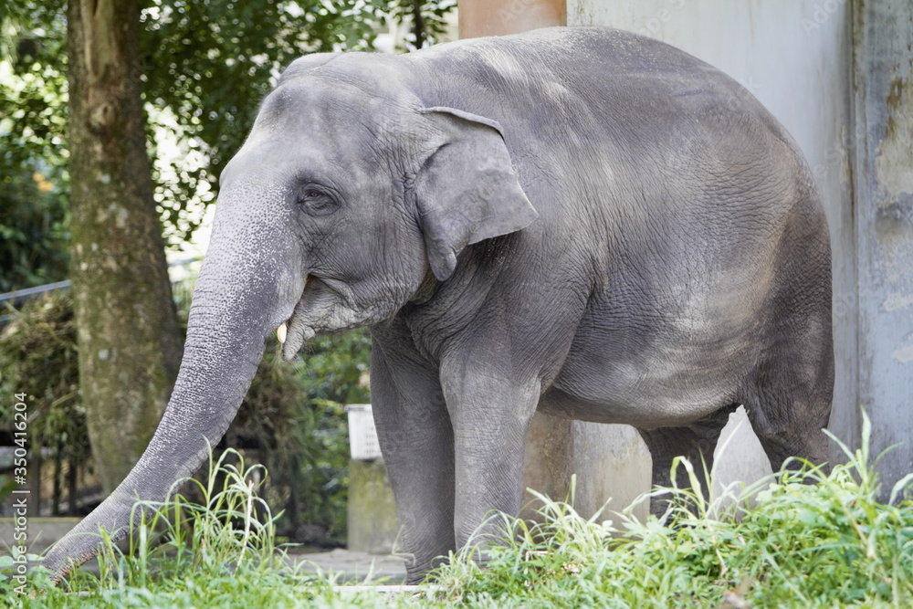 Fototapeta premium Elephant standing on its own