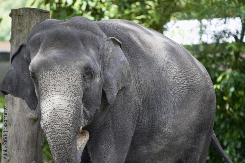 Shot of elephant looking at the camera Shot of elephant looking at the camera