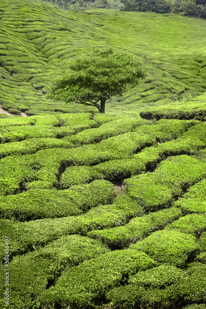 View of tea plantation