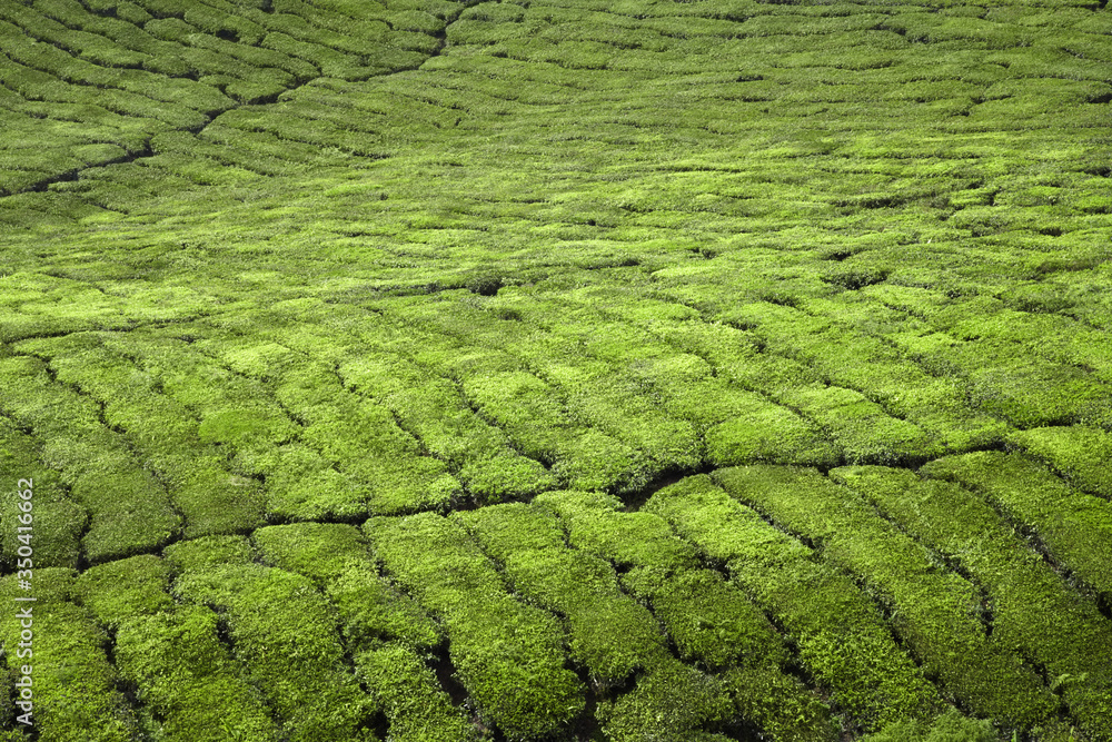 View of tea plantation