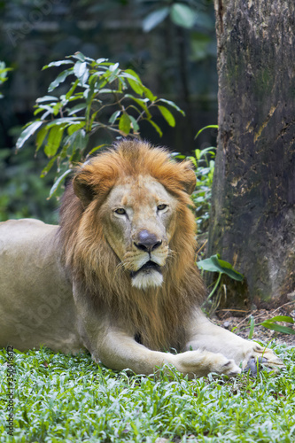 Lion resting on the grass