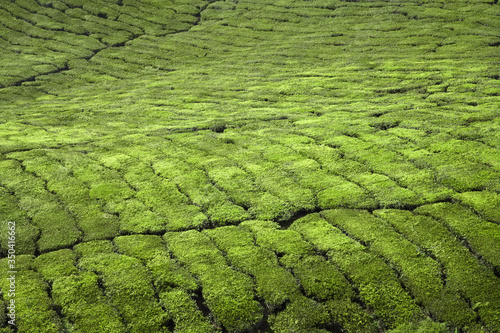 View of tea plantation © ImageHit