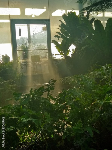 Indoor Garden