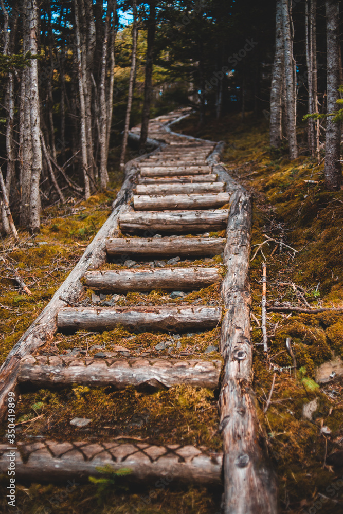 Fototapeta premium footpath in the forest