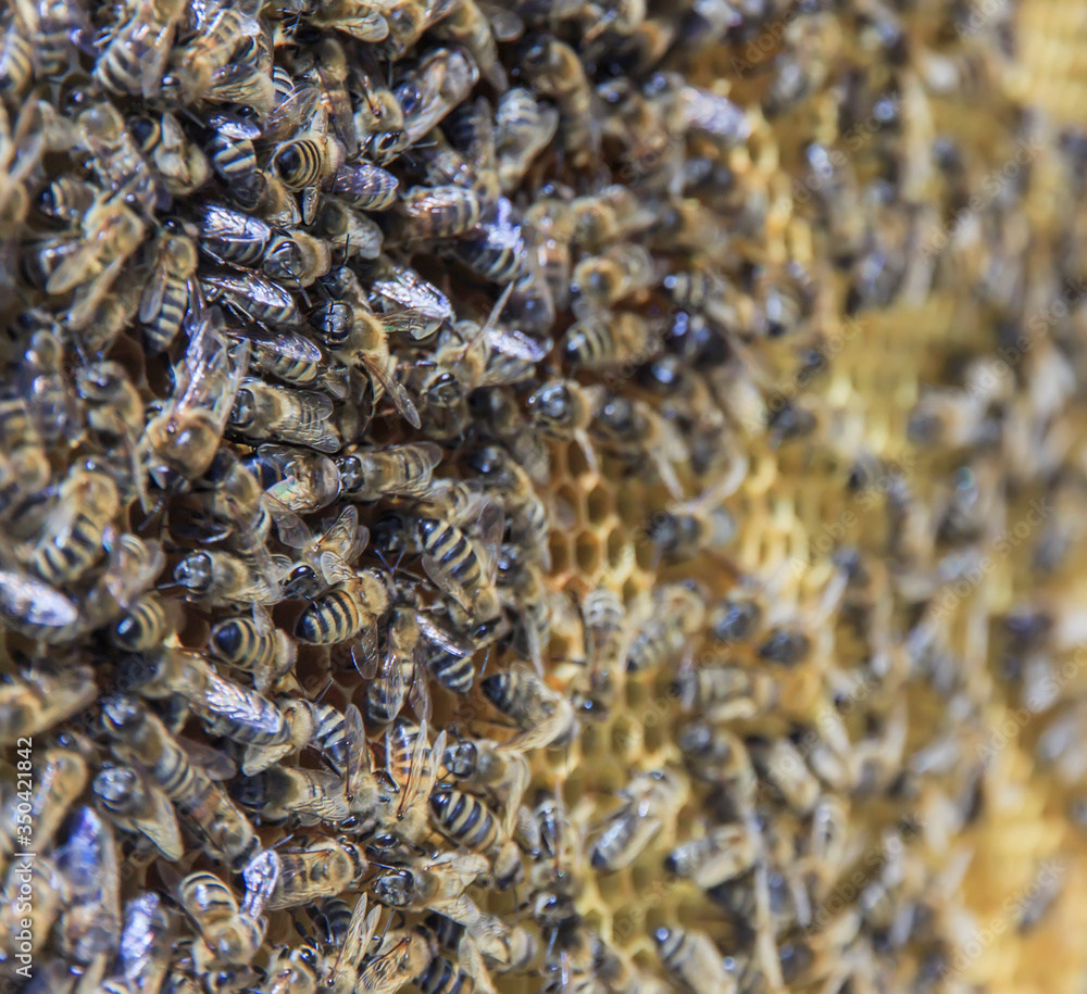 bee honeycomb with many bees close up bee honeycomb with many bees close up