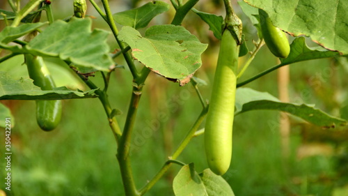 BLURRY and soft focus images of fresh green eggplant vegetable garden photo