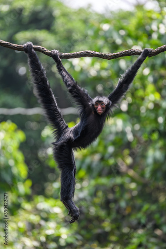 Sticker Ape monkey in safari park climbing among the ropes