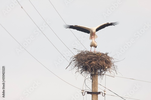 white stork in nest