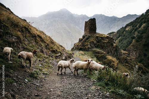 sheep in the mountains, Georgia, Kazbegi, Stepantsminda, medieval chapel, flock of sheep, curious sheep, cloudy day, livestock in mountains 