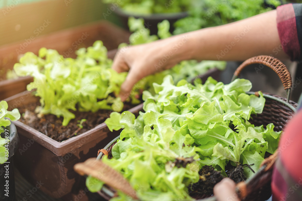 Asian woman gardener picking organic salad plant in plastic plant pot and holding Vegetable's basket for breakfast , gardening at home, Selective focus, Farming and growing your own food concept. Asian woman gardener picking organic salad plant in plastic plant pot and holding Vegetable's basket for breakfast , gardening at home, Selective focus, Farming and growing your own food concept.