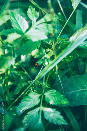 Ladybug photo