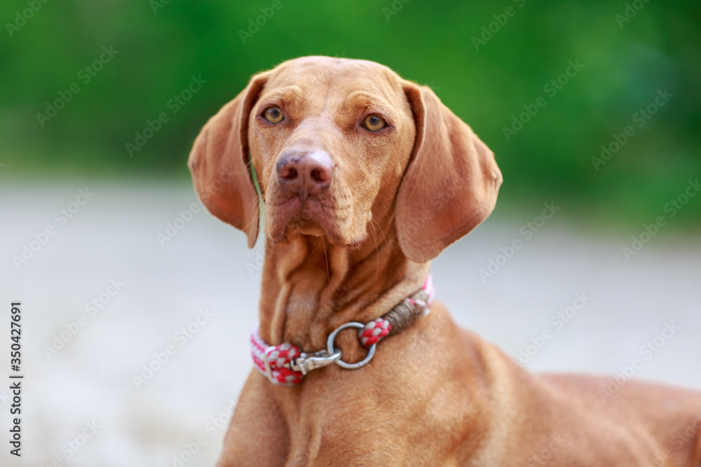 Portrait of a young Magyar Viszlar dog Portrait of a young Magyar Viszlar dog
