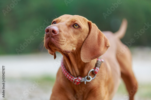 Portrait of a young Magyar Viszlar dog