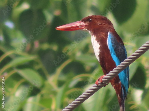 White Breasted Kingfisher