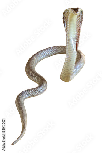 The Cobra snake on white background have path