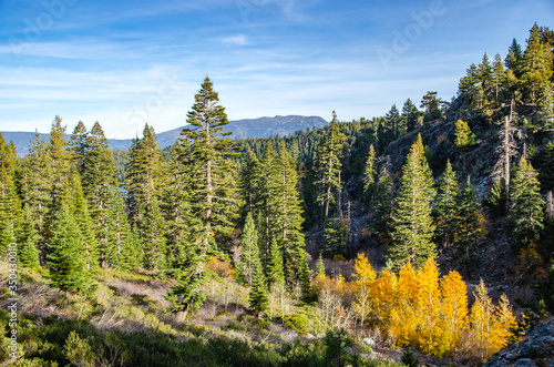 Lake Tahoe wood. Beautiful nature in California