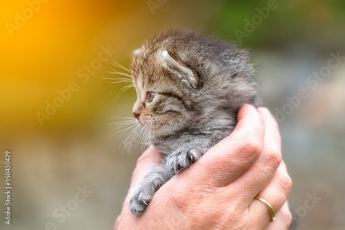 Little kitten in female hands