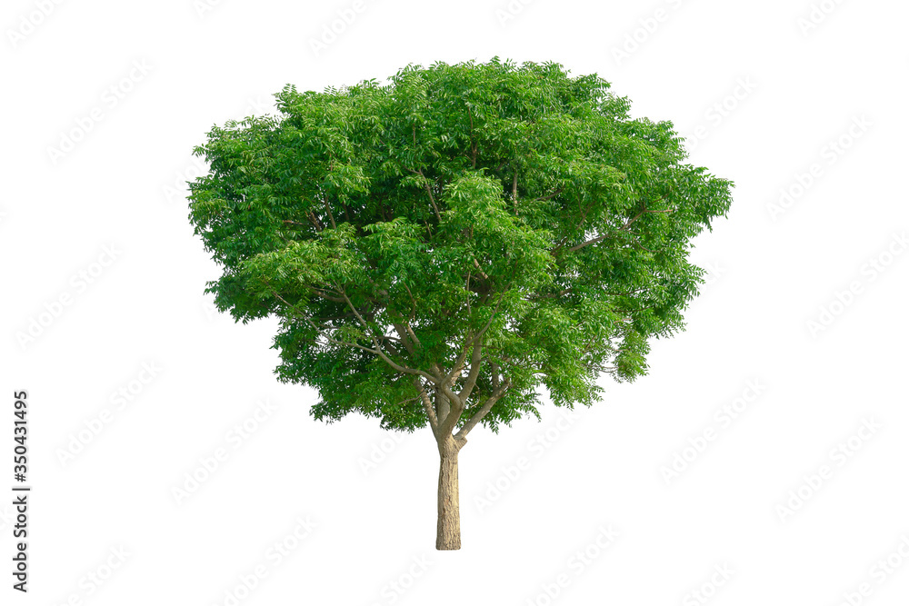 Tree isolated on a white background. with clipping path. Tree isolated on a white background. with clipping path.