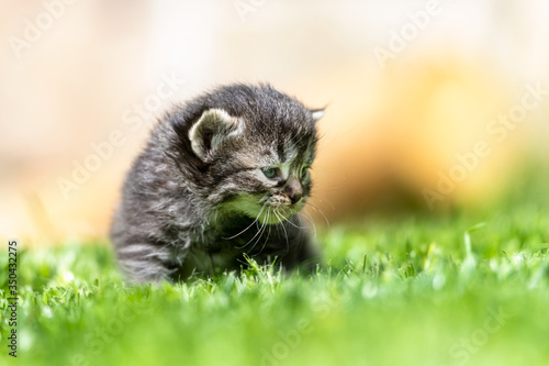 Wall Mural kitten in the green grass